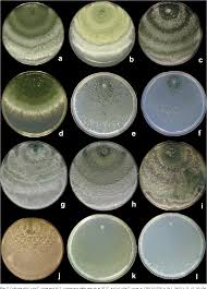 Attēlu rezultāti vaicājumam “Hypocrea rufa”