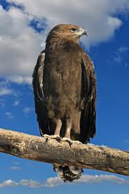 Attēlu rezultāti vaicājumam “Aquila pomarina”