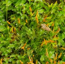 Attēlu rezultāti vaicājumam “Tetraphis pellucida”