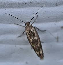 Attēlu rezultāti vaicājumam “Scythris limbella”