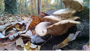 Attēlu rezultāti vaicājumam “Pleurotus ostreatus”