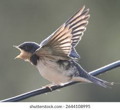 Attēlu rezultāti vaicājumam “Hirundo rustica”