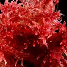 Attēlu rezultāti vaicājumam “Sphagnum warnstorfii”