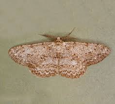 Attēlu rezultāti vaicājumam “Hypomecis roboraria”