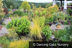 Attēlu rezultāti vaicājumam “Carex elata”