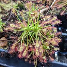Attēlu rezultāti vaicājumam “Drosera intermedia”
