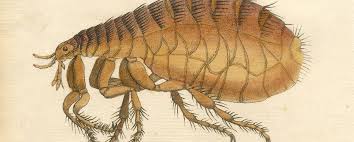 Attēlu rezultāti vaicājumam “Insecta”