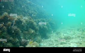 Image result for Sparisoma rubripinne