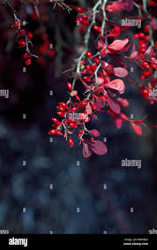 Attēlu rezultāti vaicājumam “Berberidaceae”