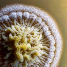 Attēlu rezultāti vaicājumam “Urocystis anemones spores”