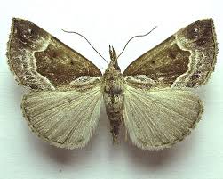 Attēlu rezultāti vaicājumam “Hypena crassalis”