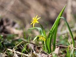 Attēlu rezultāti vaicājumam “Gagea lutea flower”