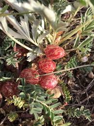 Attēlu rezultāti vaicājumam “Astragalus arenarius fruit”