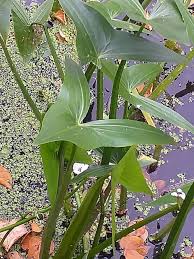 Attēlu rezultāti vaicājumam “Sagittaria sagittifolia leaf”