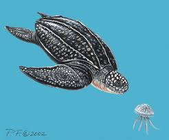 Image result for Dermochelys coriacea