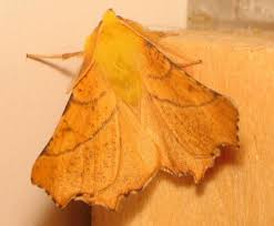 Attēlu rezultāti vaicājumam “Ennomos alniaria”