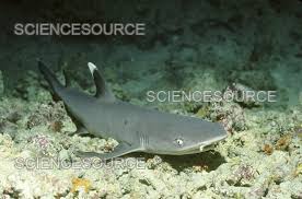 Image result for Triaenodon obesus