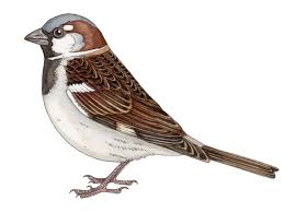 Image result for Passer domesticus