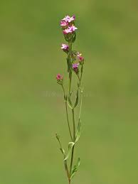 Attēlu rezultāti vaicājumam “Centaurium erythraea bud”