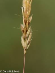 Attēlu rezultāti vaicājumam “Anthoxanthum odoratum fruit”