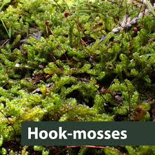 Attēlu rezultāti vaicājumam “Scorpidium cossonii”