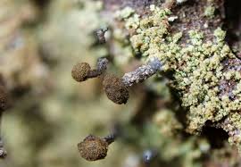 Attēlu rezultāti vaicājumam “Chaenotheca chlorella”