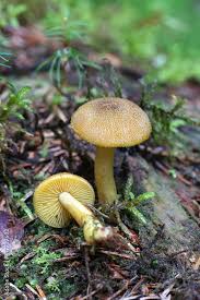 Attēlu rezultāti vaicājumam “Tricholomopsis decora”