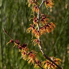 Attēlu rezultāti vaicājumam “Hamamelis vernalis”