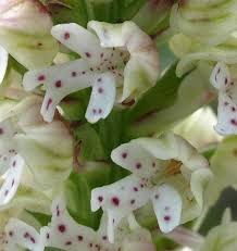 Attēlu rezultāti vaicājumam “Orchis ustulata flower”