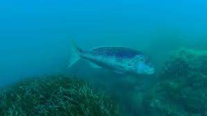 Image result for Dentex dentex