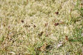 Attēlu rezultāti vaicājumam “Luzula pilosa fruit”
