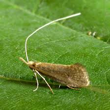 Attēlu rezultāti vaicājumam “Adelidae”