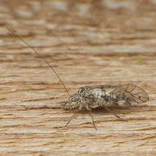 Attēlu rezultāti vaicājumam “Psococerastis gibbosa”