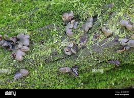 Attēlu rezultāti vaicājumam “Chlorencoelia versiformis”