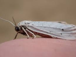 Attēlu rezultāti vaicājumam “Coscinia cribraria imago”