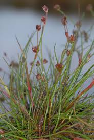 Attēlu rezultāti vaicājumam “Juncus bulbosus”