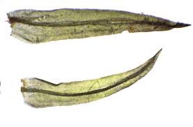 Attēlu rezultāti vaicājumam “Ulota crispa sporophyte”