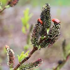 Attēlu rezultāti vaicājumam “Salix repens subsp. rosmarinifolia flower”