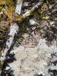 Attēlu rezultāti vaicājumam “Pertusaria coccodes”