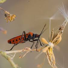 Attēlu rezultāti vaicājumam “Pyrrhocoris apterus nymph”