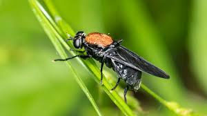 Attēlu rezultāti vaicājumam “Clitellaria ephippium”