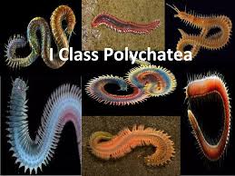 Attēlu rezultāti vaicājumam “Annelides”