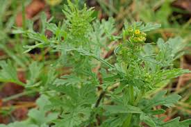 Attēlu rezultāti vaicājumam “Jacobaea vulgaris leaf”