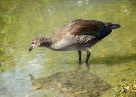 Attēlu rezultāti vaicājumam “Gallinula chloropus juvenile”
