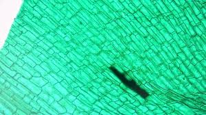 Attēlu rezultāti vaicājumam “Hydrilla verticillata leaf”