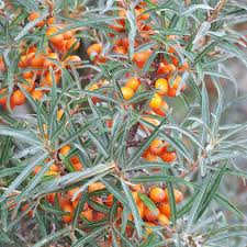 Attēlu rezultāti vaicājumam “Hippophae rhamnoides”