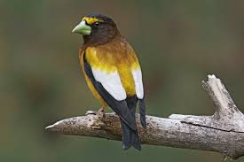 Image result for Hesperiphona vespertina