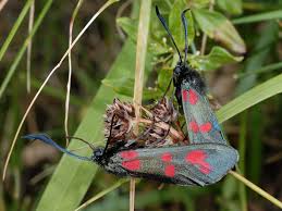 Attēlu rezultāti vaicājumam “Zygaena filipendulae exuvia”