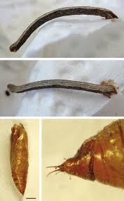 Attēlu rezultāti vaicājumam “Scopula floslactata imago”