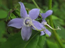 Attēlu rezultāti vaicājumam “Campanula latifolia flower”